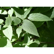 Celtis occidentalis - Nyugati ostorfa