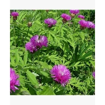 Centaurea dealbata 'Bright Rose' (Szürkés imola)