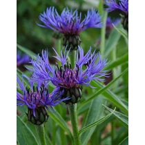 Centaurea montana (Hegyi imola)