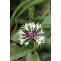 Centaurea montana 'Purple Heart' (Hegyi imola)