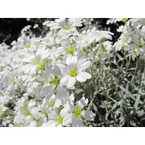 Cerastium tomentosum (Molyhos madárhúr)