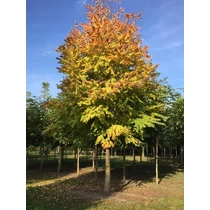Cercidiphyllum japonicum - Kacsurafa