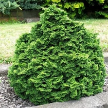 Chamaecyparis obtusa 'Nana Gracilis' - Törpe hinoki hamisciprus, kagylóciprus