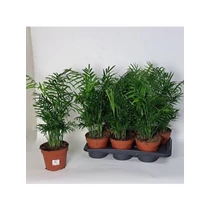 Chamaedorea ELEGANS