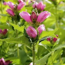 Chelone obliqua (Csinos gerlefej)