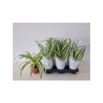 Chlorophytum COM VARIEGATUM