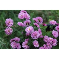 Chrysanthemum  'Mei-Kyo' (Margitvirág)