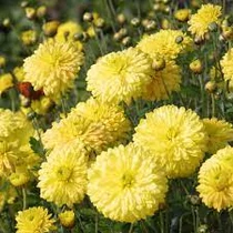 Chrysanthemum × indicum 'Citronella' (Kerti margitvirág)