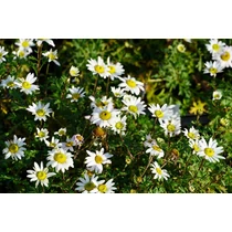Chrysanthemum zawadskii (Koreai margitvirág)