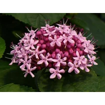 Clerodendron bungei - 