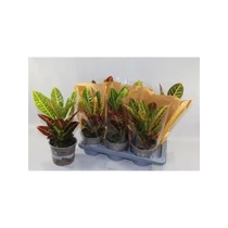 Codiaeum GR PETRA