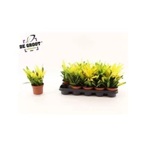 Codiaeum KL SUNNY STAR