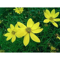Coreopsis verticillata 'Grandiflora' (Keskenylevelű menyecskeszem)