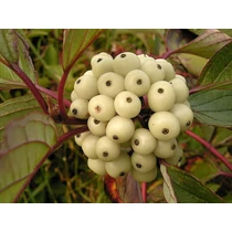 Cornus alba - Fehér som
