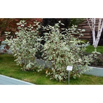 Cornus alba 'Argenteomarginata' - Fehér-tarka levelű som