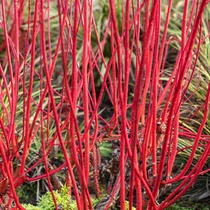 Cornus alba 'Sibirica' - Zöld levelű, piros vesszejű som