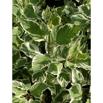 Cornus alba 'Sibirica Variegata' - Fehér-tarka levelű som