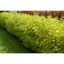 Cornus alba 'Spaethii' - Sárga tarkalevelű, piros vesszejű som