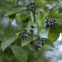 Cornus amomum 'Blue Cloud' - 