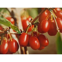 Cornus mas 'Jolico' - 