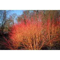Cornus sanguinea - Veresgyűrűs som