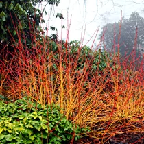 Cornus sanguinea 'Midwinter Fire' - Zöld levelű, narancssárga vesszejű som