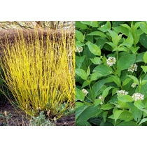 Cornus sericea 'Flaviramea' - Zöld levelű, sárga vesszejű som