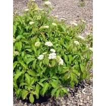 Cornus sericea 'Kelseyi' - Törpe som