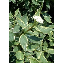 Cornus sericea 'White Gold' - Sárga vesszejű, fehér levélszélű som