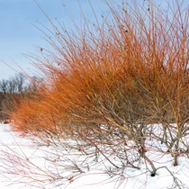 Cornus sanguinea 'Annie's Winter Orange' - Zöld levelű, narancssárga vesszejű som