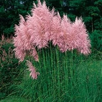 Cortaderia selloana Pink Feather
