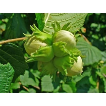 Corylus avellana - Közönséges mogyoró
