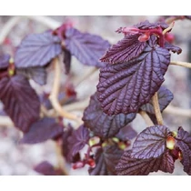 Corylus avellana 'Red Majestic'® - Csavartvesszejű vérmogyoró