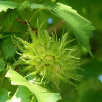 Corylus colurna - Török mogyoró