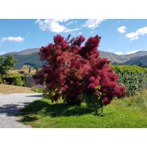 Cotinus coggygria 'Grace' - 