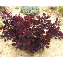 Cotinus coggygria 'Lilla'® - Bordó levelű, törpe cserszömörce