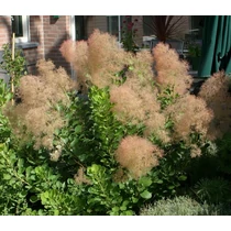 Cotinus coggygria 'Young Lady'® - Korai virágzású cserszömörce