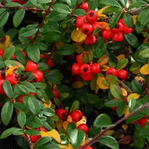 Cotoneaster dammeri ’Coral Beauty’     