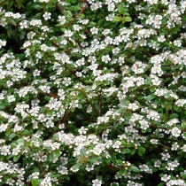 Cotoneaster dammeri 'Green Carpet' - 