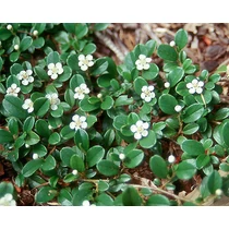 Cotoneaster dammeri 'Mooncreeper' - 