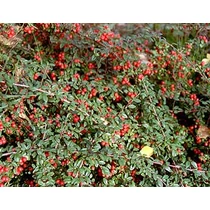 Cotoneaster dammeri 'Royal Carpet' - Terülő madárbirs