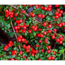 Cotoneaster dammeri 'Schoon' - Talajtakaró madárbirs