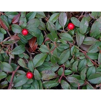 Cotoneaster dammeri ' Major' - Nagy levelű madárbirs