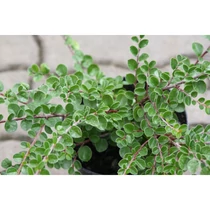 Cotoneaster dammeri var. Radicans (Szőnyeg madárbirs)