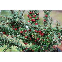 Cotoneaster microphyllus - Aprólevelű madárbirs