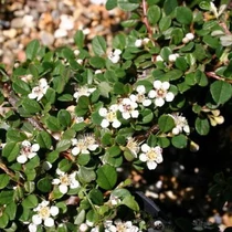 Cotoneaster procumbens 'Queen of Carpets' - Talajtakaró madárbirs
