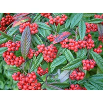Cotoneaster salicifolius 'Herbstfeuer' - Fűzlevelű madárbirs