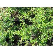 Cotoneaster x suecicus 'Skogholm' - Henye madárbirs