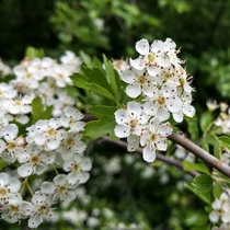 Crataegus oxyacantha - 