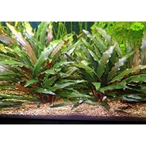 Cryptocoryne Wendtii Tropica akváriumi növény